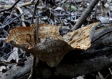 Cymatoderma elegans image