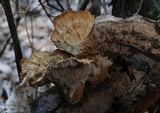 Cymatoderma elegans image