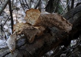 Cymatoderma elegans image