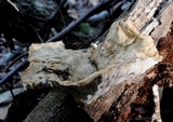 Cymatoderma elegans image