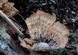 Cymatoderma elegans image