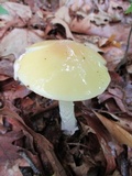 Amanita praecox image