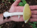 Amanita praecox image