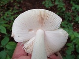 Amanita praecox image