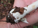 Amanita praecox image