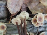 Gymnopus semihirtipes image