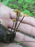 Rhizomarasmius pyrrhocephalus image