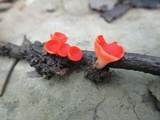 Sarcoscypha occidentalis image