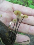 Rhizomarasmius pyrrhocephalus image