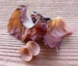Auricularia angiospermarum image