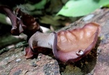 Auricularia angiospermarum image