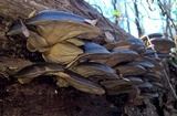Sarcomyxa serotina image