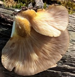 Sarcomyxa serotina image
