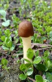 Verpa conica image