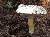 Amanita magniverrucata image