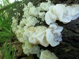 Ductifera pululahuana image