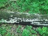 Ductifera pululahuana image