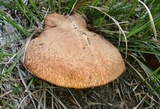 Suillus lakei image