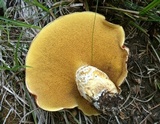 Suillus lakei image