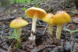 Amanita banningiana image