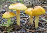 Amanita banningiana image