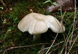 Megacollybia rodmanii image