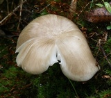 Megacollybia rodmanii image