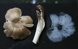 Megacollybia rodmanii image