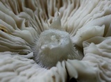Megacollybia rodmanii image