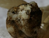 Megacollybia rodmanii image