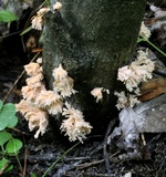 Xylaria cubensis image