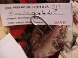 Russula queletii image