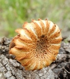 Heliocybe sulcata image
