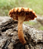 Heliocybe sulcata image