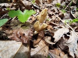Helvella elastica image