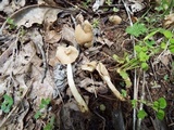 Helvella elastica image