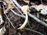 Helvella elastica image