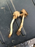 Helvella elastica image