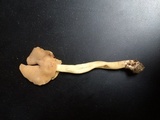 Helvella elastica image