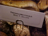 Tricholoma focale image