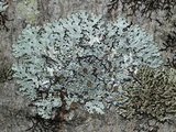 Myelochroa galbina image