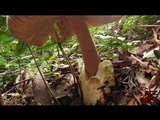 Amanita sect. Vaginatae image