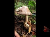 Amanita sect. Vaginatae image