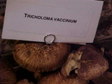 Tricholoma vaccinum image