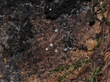 Lachnellula resinaria image