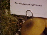 Tricholomopsis decora image