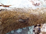 Hydnochaete olivacea image