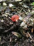 Sarcoscypha occidentalis image