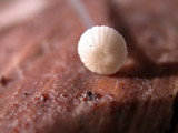 Roridomyces roridus image