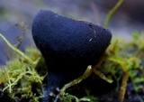 Plectania campylospora image